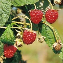 Herbsthimbeeren, 'Blissy® Autumn Bliss', 4er-Set, Topf Je 2 Liter -Die grüne Ecke 0480900181 Herbst Himbeere Autumn Bliss 4er Set Co2 69729