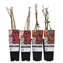 Herbsthimbeeren, Blissy® Autumn Bliss + Zefa 3, 4er-Set, Topf Je 2 Liter -Die grüne Ecke 0480900186 Herbst Himbeeren Autumn BlissZefa 3 Co 2 lt WEB 4 89610