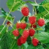 Herbsthimbeeren 'Heritage', 4er-Set, Topf Je 2 Liter -Die grüne Ecke 0480900198 Herbsthimbeere Heritage 4er Set1 76442 1