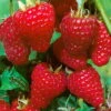 Herbsthimbeeren 'Zefa 3', 4er-Set, Topf Je 2 Liter -Die grüne Ecke 0480900201 Herbsthimbeere Zefa 3 4er Set1 76446