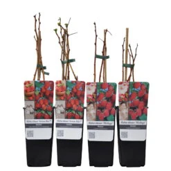 Herbsthimbeeren, 'Blissy® Autumn Bliss' + 'Heritage', 4er-Set, Topf Je 2 Liter -Die grüne Ecke 0480900203 Herbsthimbeeren Autumn Blis Heritage 4er Set Co 2 lt WEB 2 89622