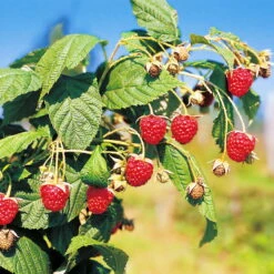 Herbsthimbeeren, 'Blissy® Autumn Bliss' + 'Heritage', 4er-Set, Topf Je 2 Liter -Die grüne Ecke 0480900203 Herbsthimbeeren Autumn Bliss Heritage 4er Set1 76452