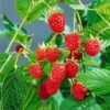 Sommerhimbeeren 'Willamette', 4er-Set, Topf Je 2 Liter -Die grüne Ecke 0480900205 Sommerhimbeere Willamette 4er Set1 76464