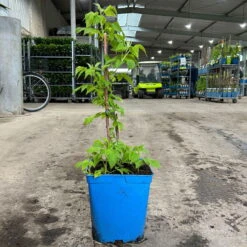 Gelbe Zwerghimbeere Lowberry® 'Goodasgold' , 5 L Topf -Die grüne Ecke 0480900237 zwerghimbeere goodasgold 1 124052