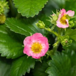 6er-Set Erdbeere Hummi® 'Merosa' öftertragend, Je Im 9 Cm Topf -Die grüne Ecke 048091 fragaria x ananassa erdbeerpflanze rosa bluete 124922