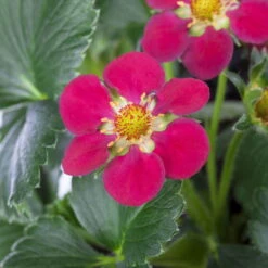 Erdbeere 'Fragoo® Toscana', Frühreif & öftertragend, Ampeltopf-Ø 27 Cm -Die grüne Ecke 0480910279 Toscana Erdbeerampel 27er Topf 2 111241