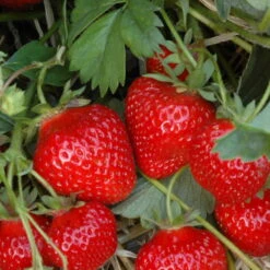 Klettererdbeere Hummi® "KletterToni", 9 Cm Topf Im 6er Set -Die grüne Ecke 0480910324 Hummi KletterToni 3 24638