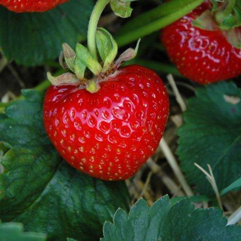 6er-Set Erdbeere Hummi® 'Herzle', Je Im 9 Cm Topf 3 6er-Set Erdbeere Hummi® 'Herzle', Je Im 9 Cm Topf