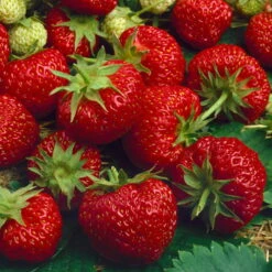 6er-Set Erdbeere Hummi® 'Merosa' öftertragend, Je Im 9 Cm Topf -Die grüne Ecke 0480910396 Hummi Merosa im 6er Set T92 neu 89653