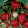 6er-Set Hummi® Erdbeere, Fragaria X Ananassa 'Rimona', Topf-Ø 9 Cm -Die grüne Ecke 0480910397 Hummi Rimona 6er 1 78172