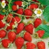 6er-Set Hummi® Monatserdbeere, Fragaria Vesca Hummi® 'Waldfee', Je Im 9 Cm Topf -Die grüne Ecke 0480910398 Hummi WaldFee 6er Set T9 neu 89654
