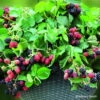Stachellose Zwerg-Brombeere 'Coolaris® Patio Black', Topf 5 Liter -Die grüne Ecke 0480920086 Haenge Brombeere Black Cascade mCopyright 48940