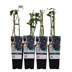 Brombeere,'Navaho'® Arapaho(s), 4er-Set, Topf 2 Liter -Die grüne Ecke 0480920100 Brombeere Navaho 4er Set Co 2 lt. WEB 4 89630