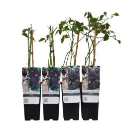 Brombeeren 'Navaho'® Arapaho(s) & 'Black Satin', 4er-Set, Topf Je 2 Liter -Die grüne Ecke 0480920101 Brombeeren Navaho Black Sati 4er Set Co 2 lt WEB 2 89631