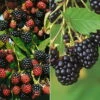 Brombeeren 'Navaho'® Arapaho(s) & 'Black Satin', 4er-Set, Topf Je 2 Liter -Die grüne Ecke 0480920101 Brombeeren Navaho Black Satin 4er Set neu 88466