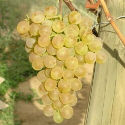 Tafeltraube 'Fanny®' -Die grüne Ecke 0480930125 Koelles Beste Tafeltraube Fanny weiss RGB 7007