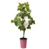 Tafeltraube 'Katharina®' 2 Tafeltraube 'Katharina®' -Die grüne Ecke 0480930188 Koelles Beste Tafeltraube Katharina rosa RGB 4 7141