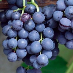 Kernlose Tafeltraube 'Venus®' -Die grüne Ecke 0480930216 KB Tafeltraube Venus Co2lt blau kernlos 1 126782