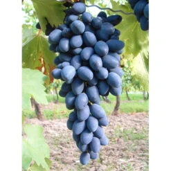 Kernarme Tafeltraube 'Kodrianka'(s) 7 Kernarme Tafeltraube 'Kodrianka'(s) -Die grüne Ecke 0480930340 KB tafeltraube Kodrianka 75029