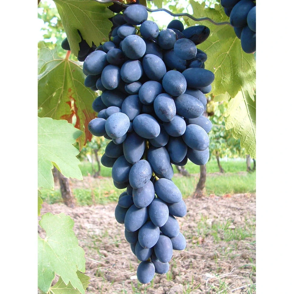 Kernarme Tafeltraube 'Kodrianka'(s) 4 Kernarme Tafeltraube 'Kodrianka'(s) – Bild 2