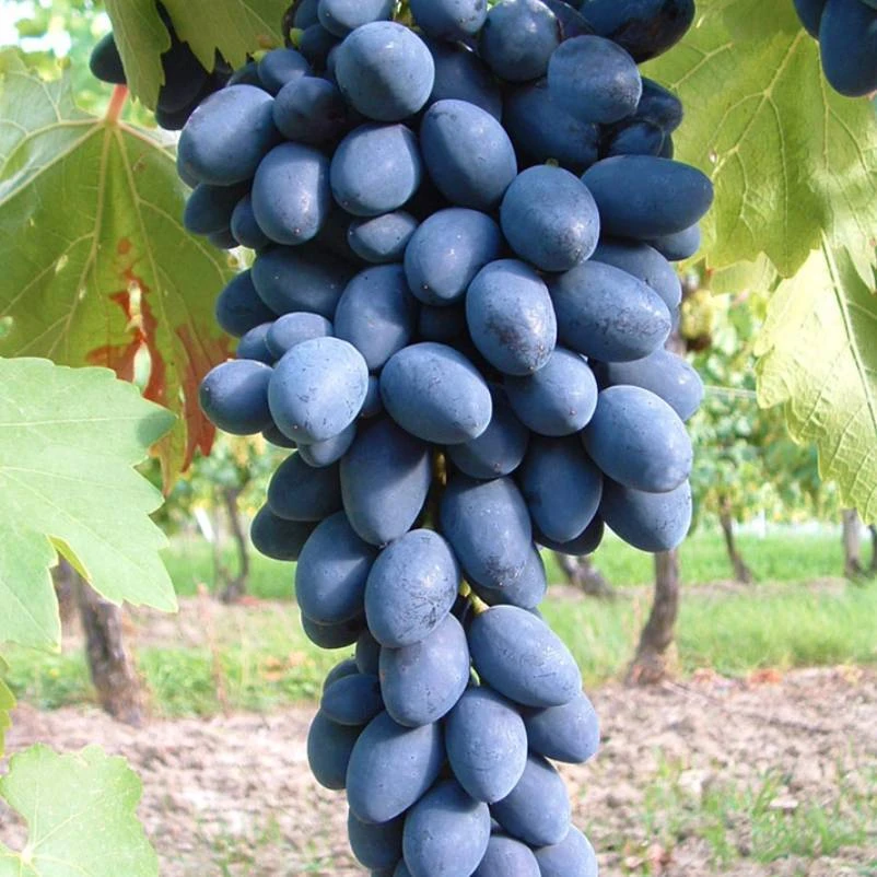 Kernarme Tafeltraube 'Kodrianka'(s) 3 Kernarme Tafeltraube 'Kodrianka'(s)