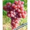 Tafeltraube 'Piroschka'(s) -Die grüne Ecke 0480930343 KB Tafeltraube Piroschka rosa 75033