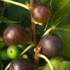 Feige 'Brown Turkey', Busch, Topf 5 Liter -Die grüne Ecke 0480940075 Ficus carica Brown Turkey Feige Busch 87458