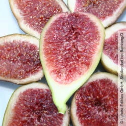 Feige 'Gustis® Perretta', Topf 5 Liter -Die grüne Ecke 0480940138 Ficus carica Perretta Feige Busch 2 105177