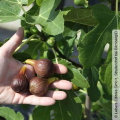 Feige 'Gustis® Morena', Busch, Topf 5 Liter -Die grüne Ecke 0480940139 Ficus Morena Feige Busch 1 105179