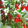 Goji-Beere, Lycium Barbarum, Höhe 60-80 Cm, Topf 5 Liter -Die grüne Ecke 0480950422 KB Lycium barbarum Goji Beere 100873