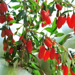 Goji-Beere, Lycium Barbarum, Höhe 60-80 Cm, Topf 5 Liter