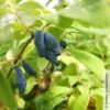 Sibirische Blaubeere, Lonicera Kamtschatika 'Eisbär®', Im Topf 5 Liter -Die grüne Ecke 0480950513 Lonicera kamtschatika Eisbaer sibierische Blaubeere 2 105861