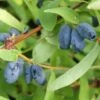 4er-Set Sibirische Blaubeere MyBerry® 'Bee' (Lonicera Kamtschatica), Höhe 25-30 Cm, Im 3 Liter Topf 1 4er-Set Sibirische Blaubeere MyBerry® 'Bee' (Lonicera Kamtschatica), Höhe 25-30 Cm, Im 3 Liter Topf -Die grüne Ecke 0480950630 Lonicera kam MyBerry Bee 4er Set sib Blaubeere 025 030 Co3lt1 62589