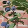 4er-Set Sibirische Blaubeere 'Blue Velvet'® (Lonicera Kamtschatica), Höhe 25-30 Cm, Im 3 Liter Topf -Die grüne Ecke 0480950632 Lonicera kamtschatika Blue Velvet 4Set sib Blaubeere 025 030 Co 3lt 1 62591