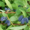 4er-Set Sibirische Blaubeere MyBerry® 'Sweet' (Lonicera Kamtschatica), Höhe 25-30 Cm, Im 3 Liter Topf 1 4er-Set Sibirische Blaubeere MyBerry® 'Sweet' (Lonicera Kamtschatica), Höhe 25-30 Cm, Im 3 Liter Topf -Die grüne Ecke 0480950633 Lonicera kamt MyBerry Sweet 4erSet sib Blaubeere 025 030 Co 3lt 1 62592