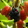 Maulbeere, Morus 'Mojo Berry'®, 3er-Set, Höhe 40-60 Cm, Topf 4,6 Liter -Die grüne Ecke 0480950692 Morus rot Mojo Berry 3er Set 99630