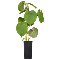 Grünfruchtige Kiwi 'Hayward', 2er-Set, Topf 15 Cm Ø -Die grüne Ecke 0480960140 0480960141 0480960142 Golden Kiwi Altas 87663