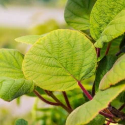 Grünfruchtige Kiwi 'Hayward', 2er-Set, Topf 15 Cm Ø -Die grüne Ecke 0480960141 0480960142 Hayward 87665