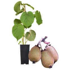 Grünfruchtige Kiwi 'Hayward', 2er-Set, Topf 15 Cm Ø -Die grüne Ecke 0480960141 Kiwi Hayward Set inkl Befruchtersorte neu 88605