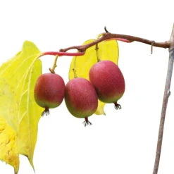 Weibliche Minikiwi 'Ken's Red', 2er-Set, Topf 15 Cm Ø -Die grüne Ecke 0480960143 Mini Kiwi Kens Red 4er Set 88167