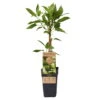 Weibliche Minikiwi 'Geneva', 2er-Set, Topf 15 Cm Ø -Die grüne Ecke 0480960152 Actinidia arguta Geneva 2er Set Kiwi weibl 030040 15er Topf WEB 98300
