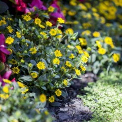 Husarenknöpfchen Gelb, Topf-Ø 12 Cm, 6er-Set -Die grüne Ecke 0610100197 Sanvitalia Husarenknoepfchen1 71879