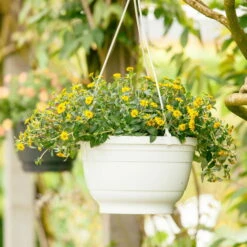 Husarenknöpfchen Gelb, Topf-Ø 12 Cm, 6er-Set -Die grüne Ecke 0610100197 Sanvitalia Husarenknoepfchen 71880