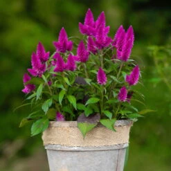 Federbusch 'Deep Purple' Lila, Topf-Ø 17 Cm, 2er-Set -Die grüne Ecke 0610103088 Celosia argentea T17 Deep Purple H42 74299
