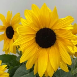Sonnenblume 'Sunfinity'® Gelb, Topf-Ø 23 Cm -Die grüne Ecke 0610103386 Helianthus T23 Sunfinity verzweigt 5 112579