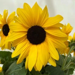 Sonnenblume 'Sunfinity'® Gelb, Topf-Ø 23 Cm -Die grüne Ecke 0610103386 Helianthus T23 Sunfinity verzweigt 8 112580