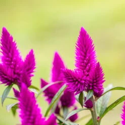Federbusch 'Deep Purple' Lila, Topf-Ø 17 Cm, 2er-Set -Die grüne Ecke 0610103448 0610103088 Celosia argentea T17 Deep Purple H42 74315