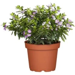 Japanische Scheinmyrte Lila/rosa, Topf-Ø 11 Cm, 6er-Set -Die grüne Ecke 0610103450 Cuphea T11 lila Set 3Stueck1 74324