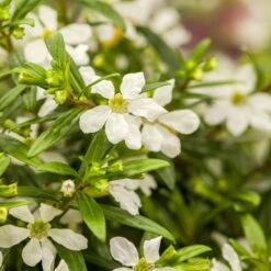 Japanische Scheinmyrte, 6er-Set, Cuphea Hyssopifolia, Weiß, Topf 11 Cm Ø -Die grüne Ecke 0610103452 Cuphea T11 weiss Set 3Stueck1 74329