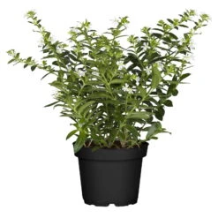 Japanische Scheinmyrte, 6er-Set, Cuphea Hyssopifolia, Weiß, Topf 11 Cm Ø -Die grüne Ecke 0610103452 Cuphea T11 weiss Set 3Stueck 74330